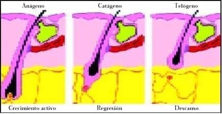 Estadios correspondientes al ciclo normal del pelo