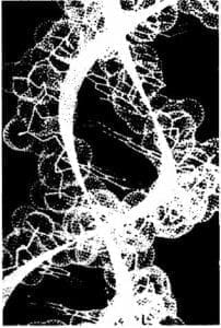 Esquema de una molécula de ADN Esquema de una molécula de ADN