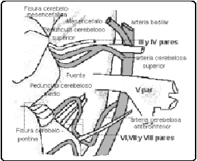 Complejo Neurovascular