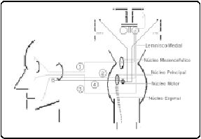 Conexiones centrales sensitivas del Trigémino