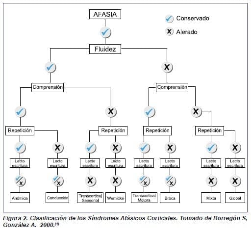 Síndromes Afásicos Corticales