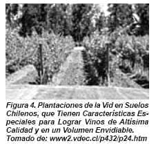 Plantaciones de la Vid en Suelos Chilenos