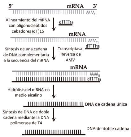 Síntesis de DNA complementario