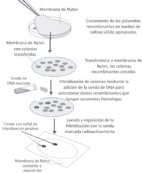 Método de hibridización en colonias