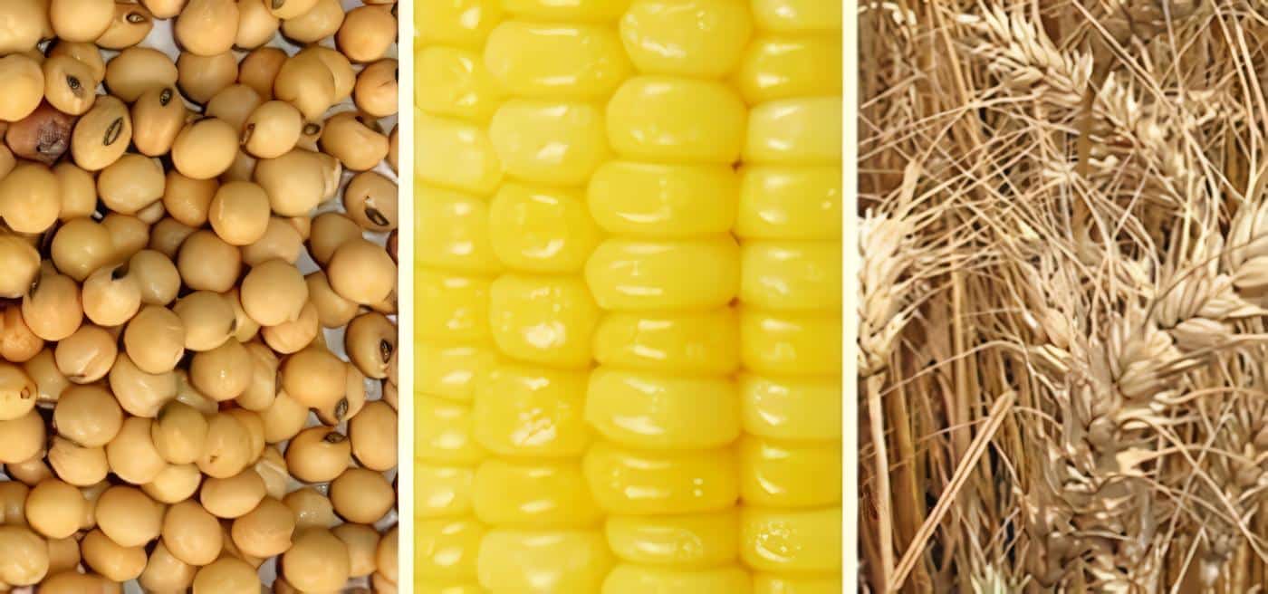 Productos de maíz - soya