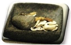 El Metlapil de suficiente longitud para sujetarlo con las manos por sus extremos El Metlapil de suficiente longitud para sujetarlo con las manos por sus extremos