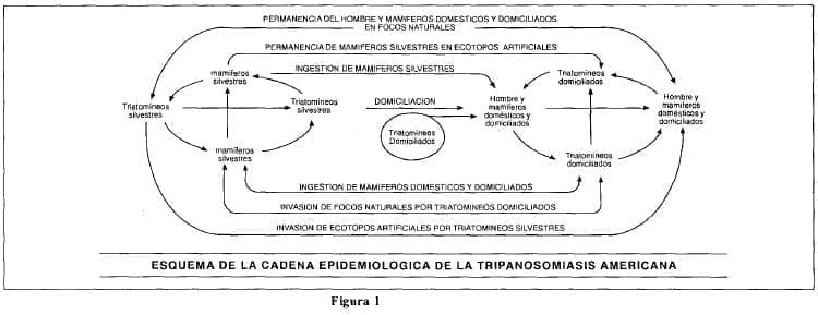 Esquema cadena epidemiológica