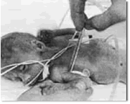 Toma de la Temperatura Axila Toma de la Temperatura Axilar