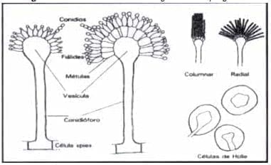 Características morfológicas de Aspergillus