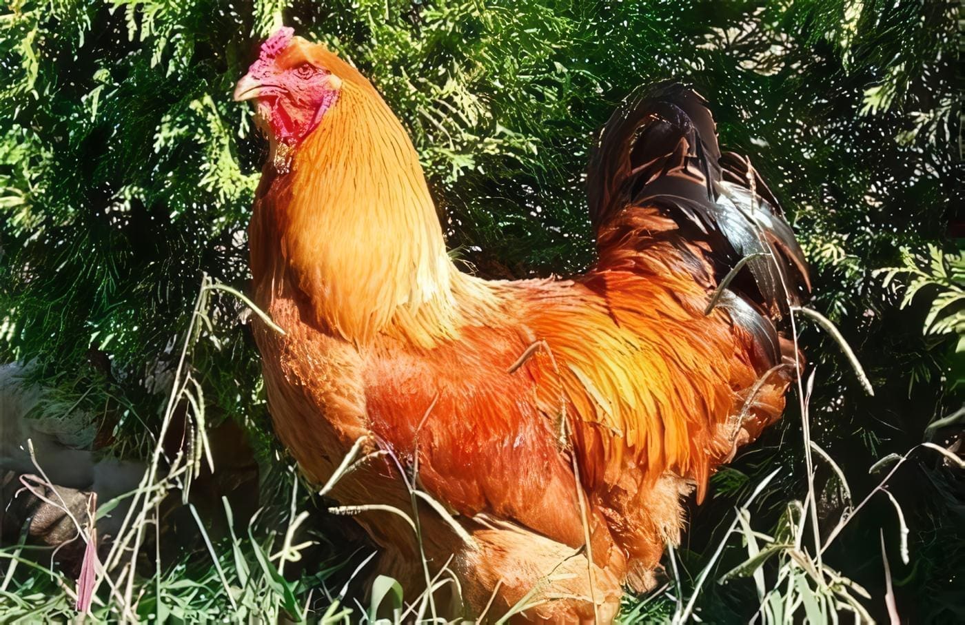 gallina-criolla