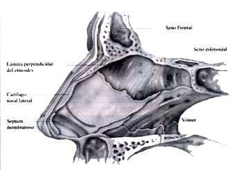 Pared medial en la fosa nasal