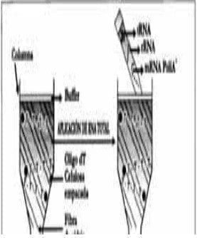 Separación de cromatografía