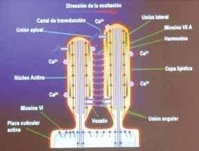 Estructura bio-molecular de la estereocilia