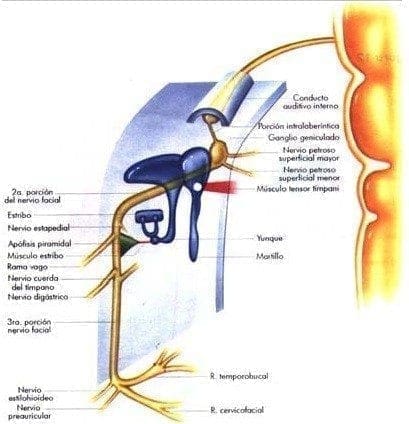 Nervio facial intracraneano