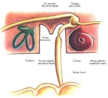 Nervio facial intracraneano