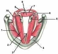 Músculos laríngeos