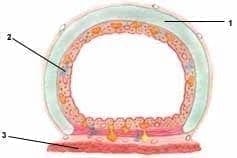 Corte transversal se la tráquea