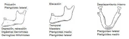 Protusión Ptengoideo lateral