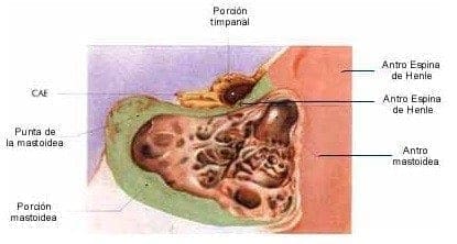 Identificador del antro mastoideo