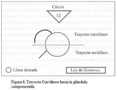 Trayecto Rectilíneo hacia la Glándula Comprometida Trayecto Rectilíneo hacia la Glándula Comprometida