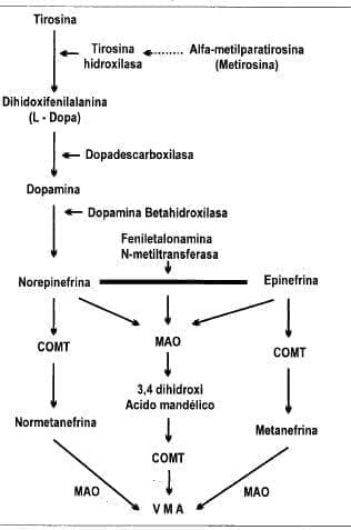 Biosíntesis y metabolismo de las catecolaminas