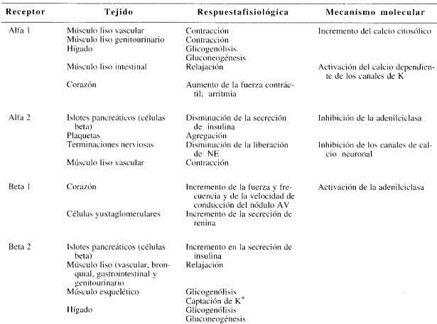 Subtipos de los receptores adrenérgicos