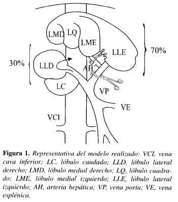 Isquemia Normotérmica, vena cava inferior