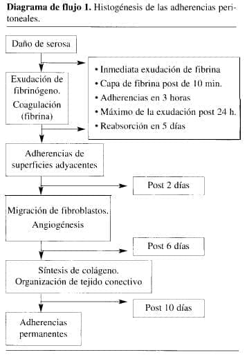 Histogénesis de las Adherencias Peritoneales Histogénesis de las Adherencias Peritoneales