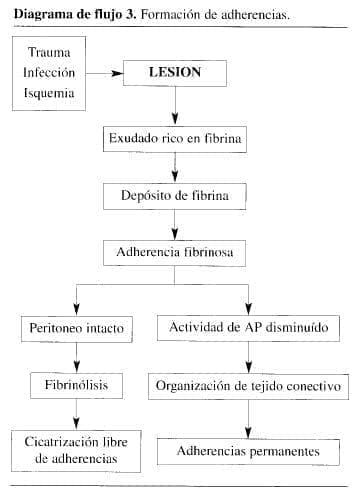 Formación de Adherencias Formación de Adherencias