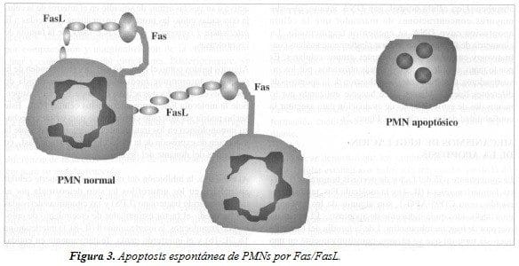Apoptosis Espontánea de PMNs por Fas/FasL