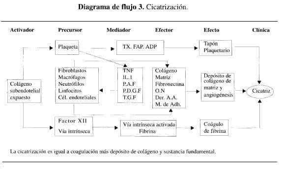 Inflamación, Cicatrización Inflamación, Cicatrización