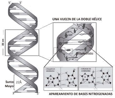 Modelo de doble hélice