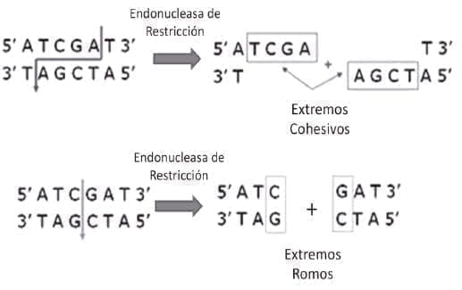 Enzimas de restricción
