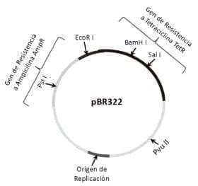 Restricción del plásmido vector pBR322