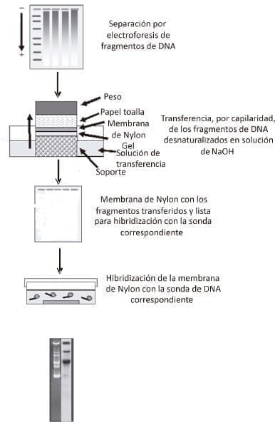 Método de transferencia de DNA
