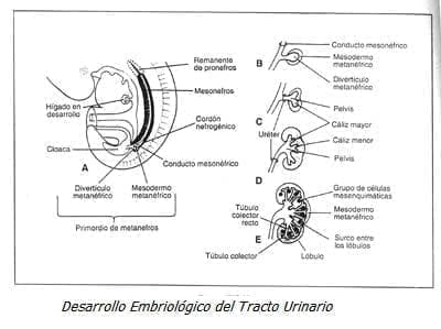 Desarrollo Embriológico del Tracto Urinario Desarrollo Embriológico del Tracto Urinario