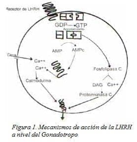 Mecanismos de acción de la LHRH a nivel del Gonadotropo Mecanismos de acción de la LHRH a nivel del Gonadotropo