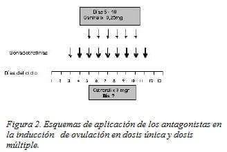 Antagonistas en la Inducción de Ovulación Antagonistas en la Inducción de Ovulación