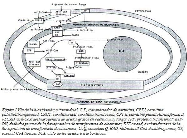 Ciclo de la Carnitina