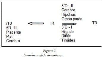Isoenzimas de la Deiodinasa