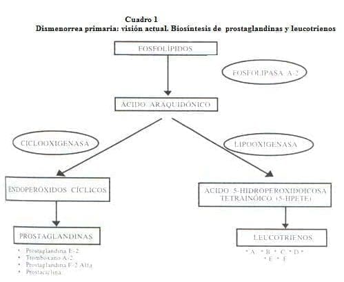 Dismenorrea primaria: Biosíntesis de Prostaglandinas y Leucotrienos Dismenorrea primaria: Biosíntesis de Prostaglandinas y Leucotrienos