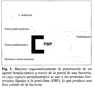 Penetración de un Agente betalactámico a través de la pared de una Bacteria Penetración de un Agente betalactámico a través de la pared de una Bacteria