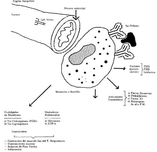 Los genes I.R e Is que controlan la respuesta IgE