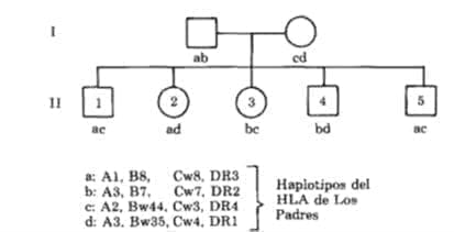 Haplotipo materno y paterno