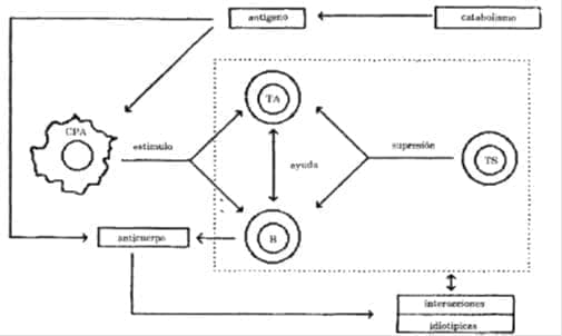 Inhibición por Retroalimentación