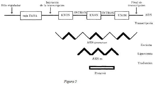Estructura del Gen está Compuesta por Exones e Intrones