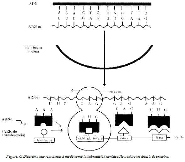 Información Genética