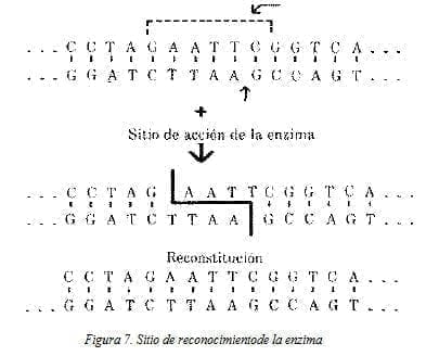 Sitio de Reconocimientode la Enzima