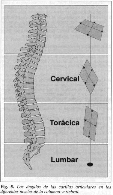 Diferentes Niveles de la Columna Vertebral