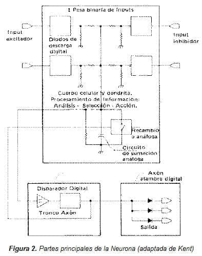 Partes principales de la Neurona Partes principales de la Neurona